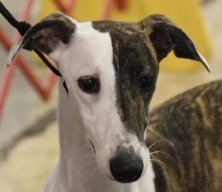 Amy