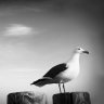 ADodgen